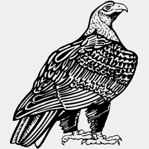 Eagle Thumbnail