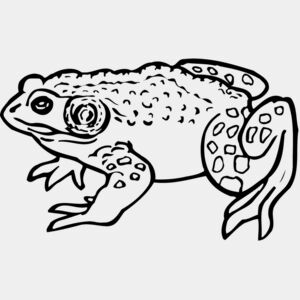 Frogs Thumbnail