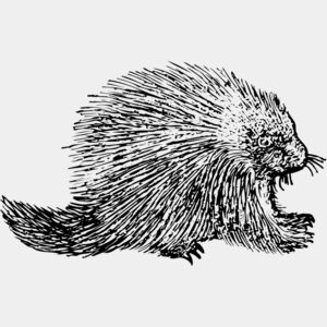 Porcupine Thumbnail